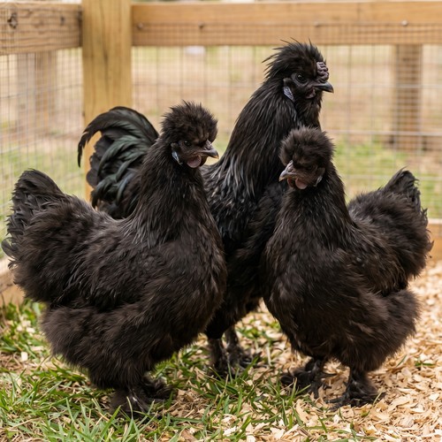 Black Silkie hatching eggs