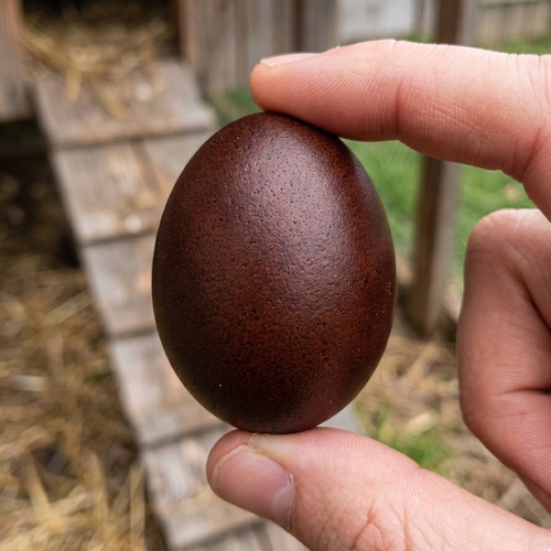 Black Copper Marans hatching eggs